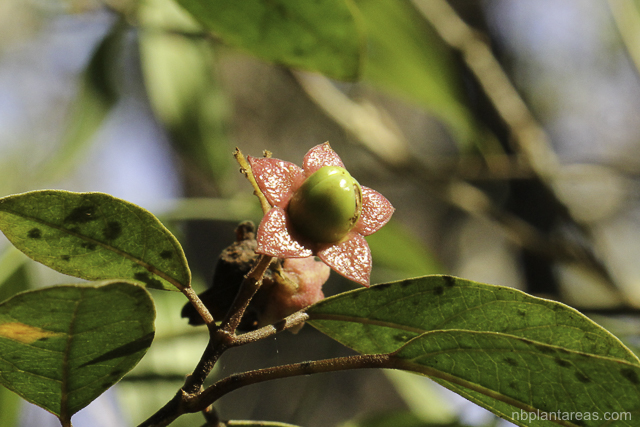 Clerodendrum tomentosum