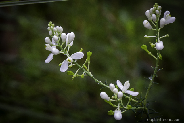 Comesperma ericinum white