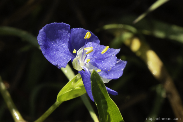 Commelina cyanea