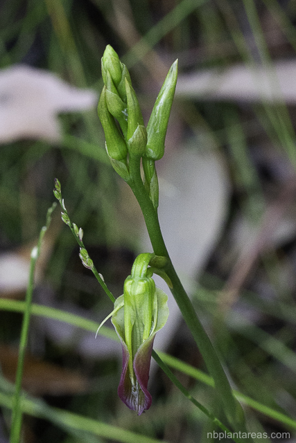 Cryptostylis subulata
