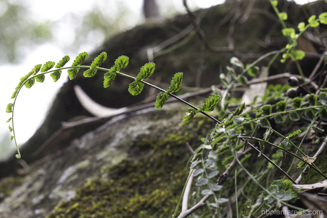 Asplenium flabellifolium