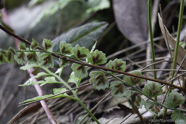 Asplenium flabellifolium