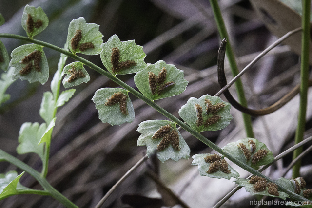 Asplenium flabellifolium