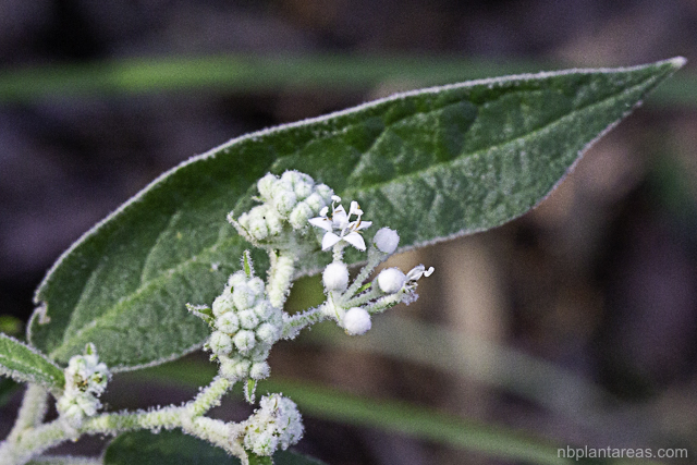 Astrotricha floccosa
