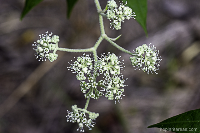 Astrotricha floccosa