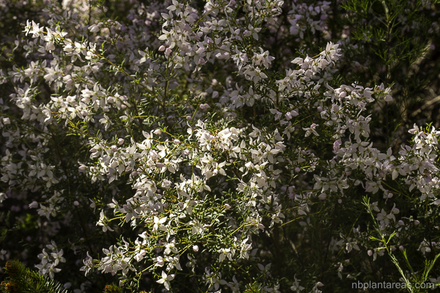 Boronia floribunda