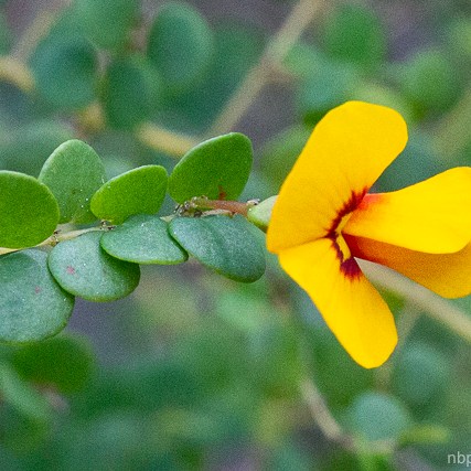 Bossiaea lenticularis