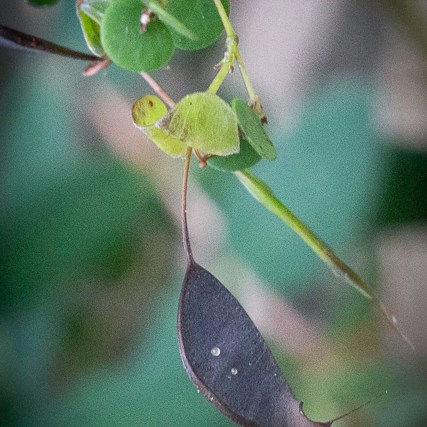 Bossiaea lenticularis