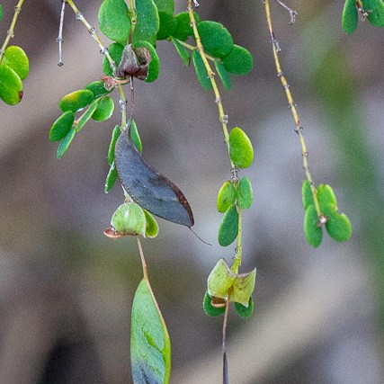 Bossiaea lenticularis