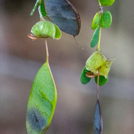 Bossiaea lenticularis