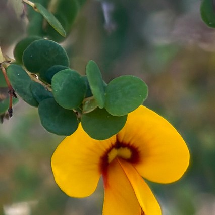 Bossiaea lenticularis