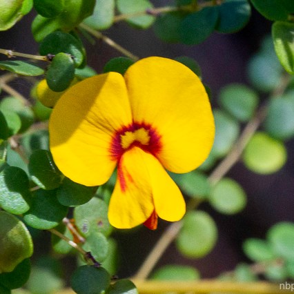 Bossiaea lenticularis