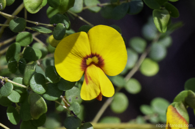 Bossiaea lenticularis