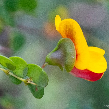 Bossiaea lenticularis