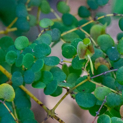 Bossiaea lenticularis