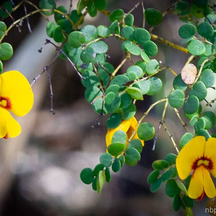 Bossiaea lenticularis