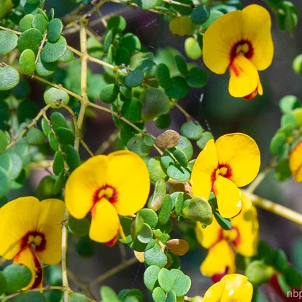 Bossiaea lenticularis