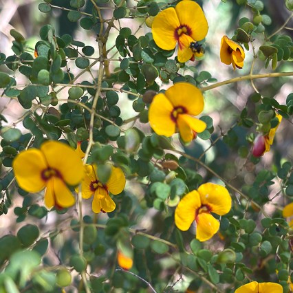 Bossiaea lenticularis