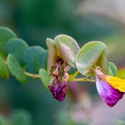 Bossiaea lenticularis