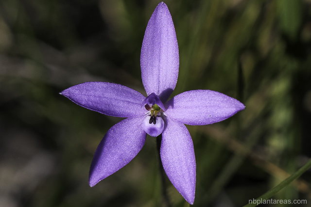 Glossodia minor