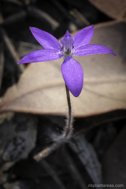 Glossodia minor