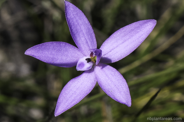 Glossodia minor