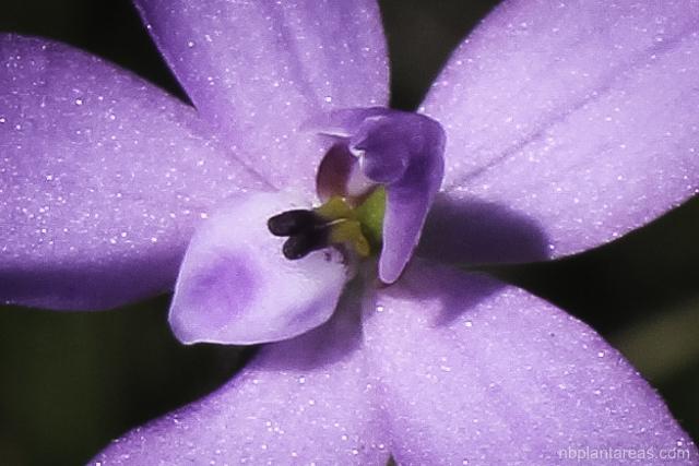 Glossodia minor