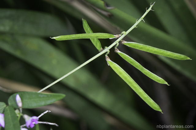 Glycine sp.