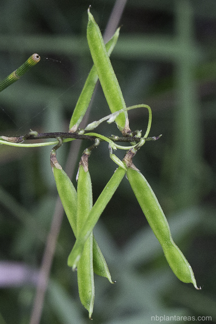Glycine sp.