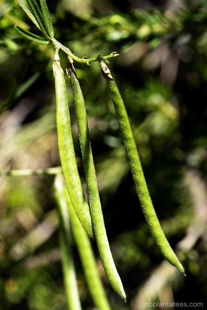 Glycine sp.