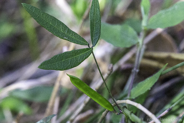 Glycine sp.