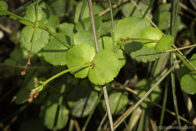 Gonocarpus micranthus
