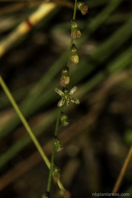 Gonocarpus micranthus
