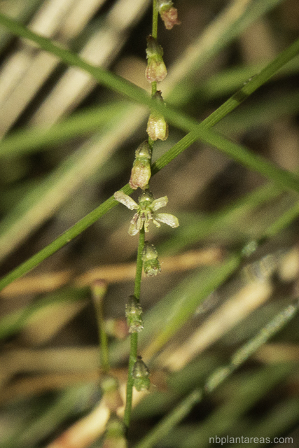 Gonocarpus micranthus