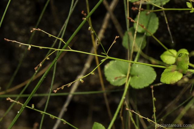 Gonocarpus micranthus