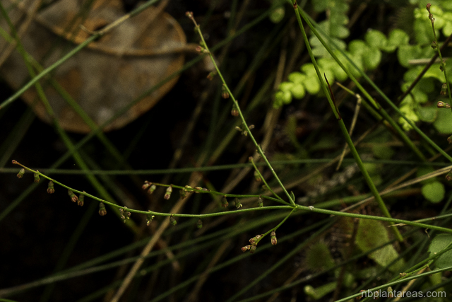 Gonocarpus micranthus