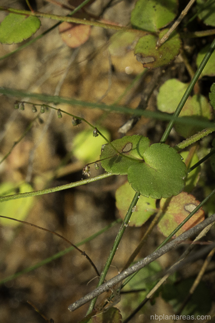Gonocarpus micranthus