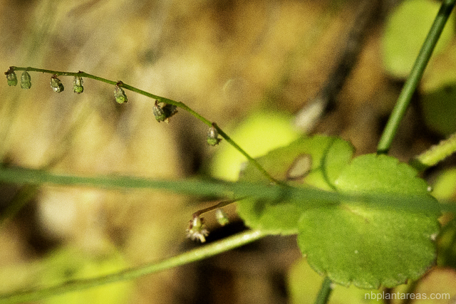 Gonocarpus micranthus