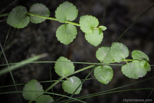 Gonocarpus micranthus