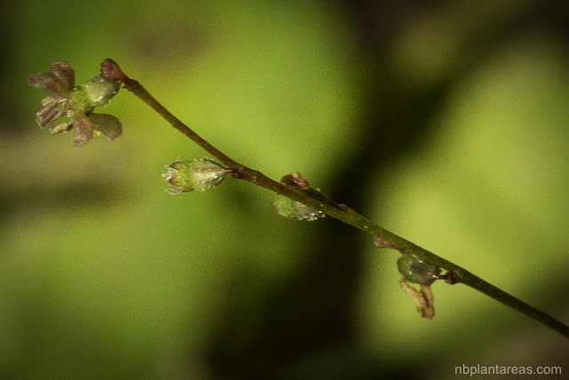 Gonocarpus micranthus