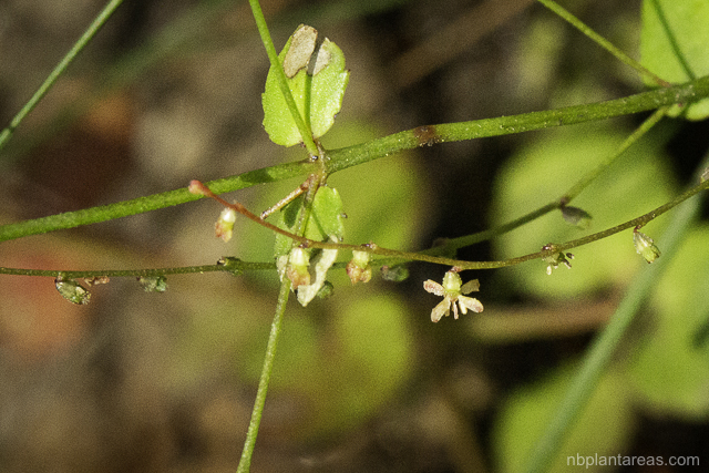 Gonocarpus micranthus
