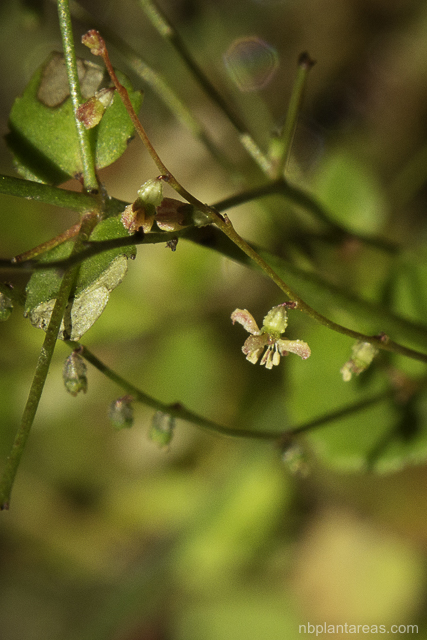 Gonocarpus micranthus
