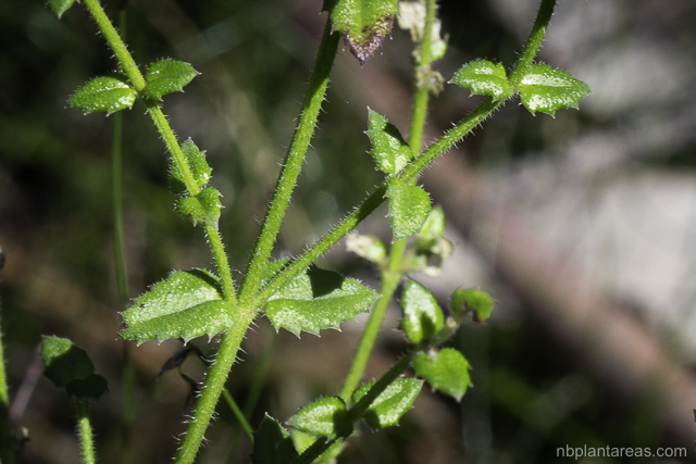 Gonocarpus teucrioides