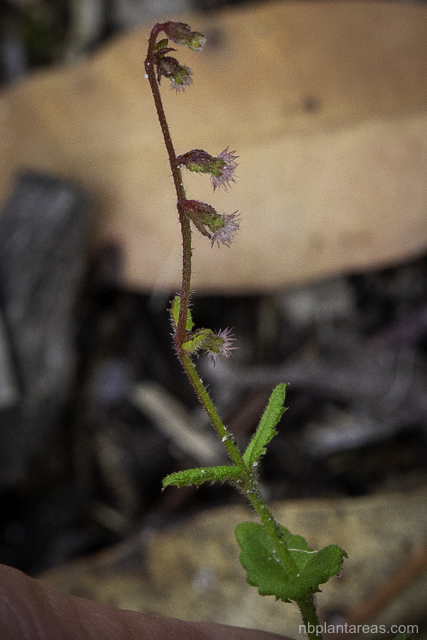 Gonocarpus teucrioides
