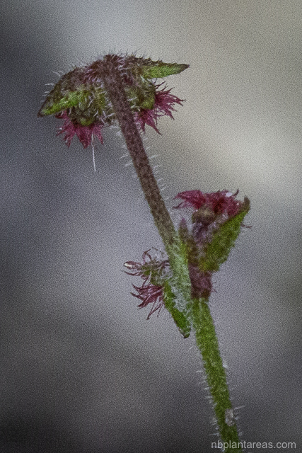 Gonocarpus teucrioides