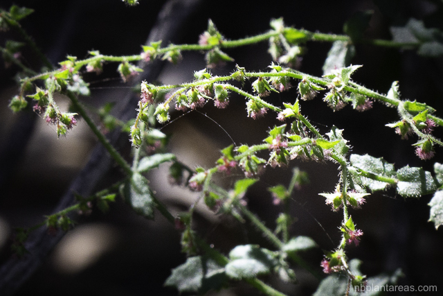 Gonocarpus teucrioides
