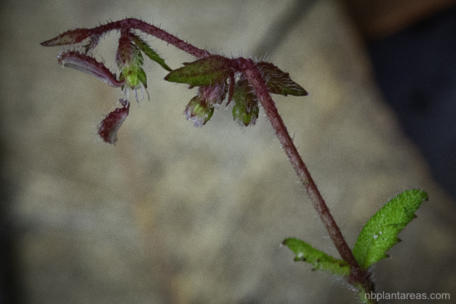 Gonocarpus teucrioides