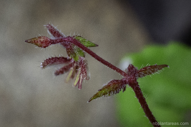Gonocarpus teucrioides