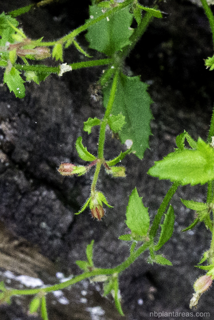 Gonocarpus teucrioides