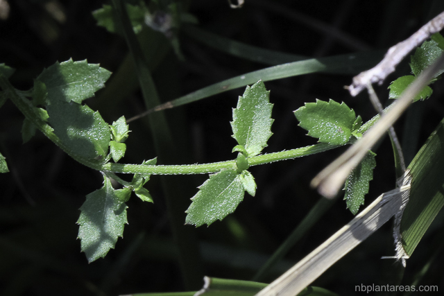 Gonocarpus teucrioides